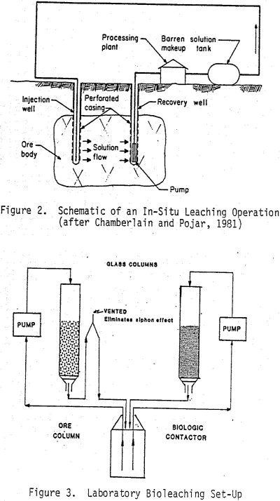 Bioleaching Chalcocite