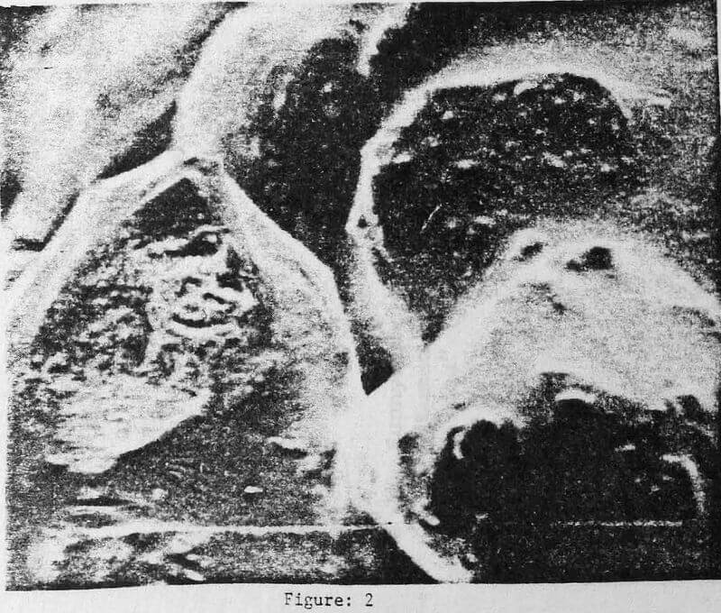 extraction-of-bitumen scanning electron photomicrograph-2